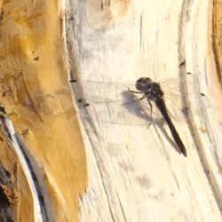 Dragonfly