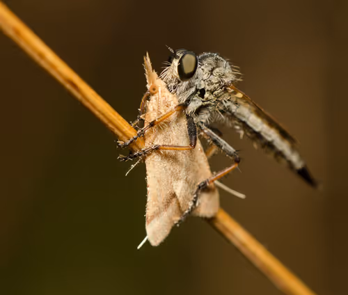 Item #85482677209635580740523827451099252136629396536545148940270710362229060927489 Media