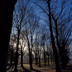 shadows