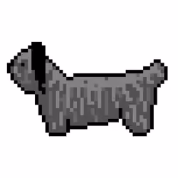 Skye Terrier