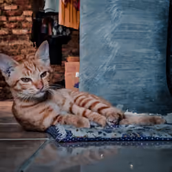 Cat flay