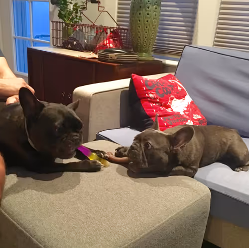 Item #99031261785432219130552668818269695456905868997165113515571762464386766077953 Media