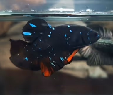 Item #22500392105474070130466108516619626333115346841346024857682996886119628406785 Media