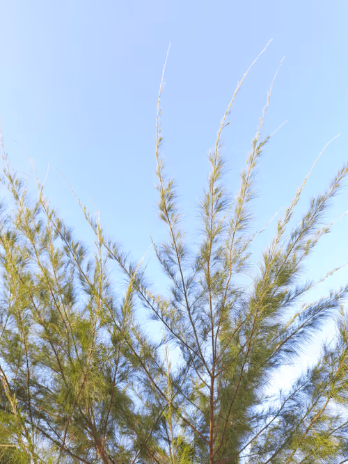 Item #78774018974347764357765192518377150739749637856503949941232678398482377080833 Media