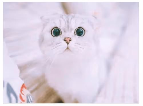 Untitled Collection #77011955