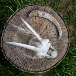 horn, stump, almond