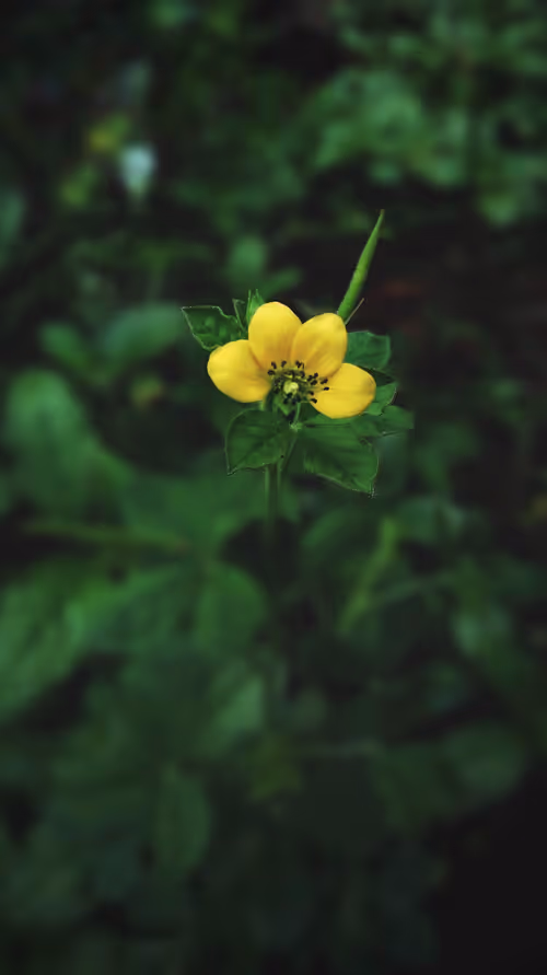 Item #96373460507912281939903112807065392587728079623754575039603803271756597166081 Media