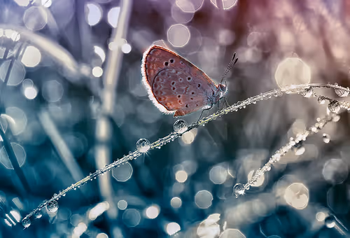 Item #9260538880738646448046418891529255088625136826813512017686583784119853908068 Media