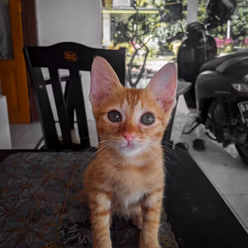 Untitled Collection #192903601