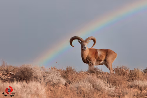 Item #2468119463308914702005443652102614178506533567319377457804556993275849867265 Media