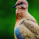 Laughing Dove -Rare