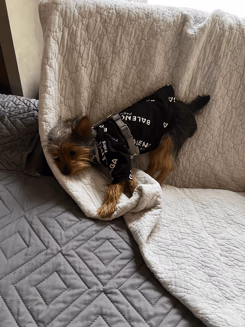 Item #88066140528539479869456014744410398514327997074780151392509103631143939342337 Media