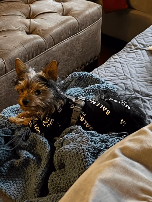 Item #88066140528539479869456014744410398514327997074780151392509103653134171897857 Media