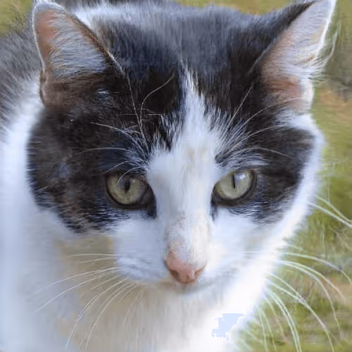 Item #106393158711752592444527764053332067386103257112262188176365275423280220602369 Media