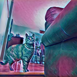 CatintheHouse #1