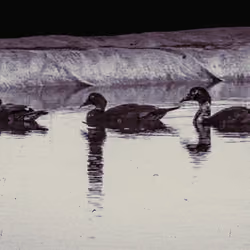 Three Ducks