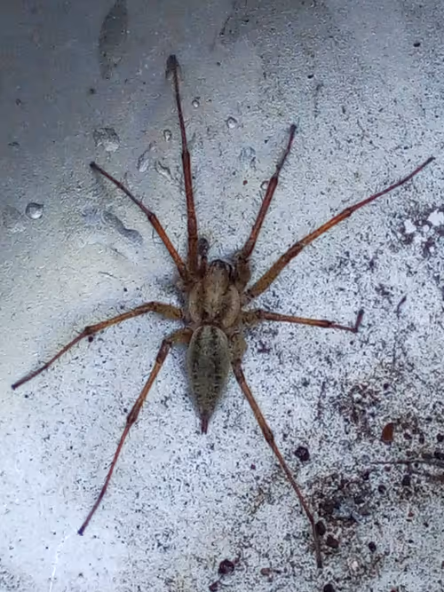 Item #18279368597565041265121237626867746954701071610314993633361532915903870533633 Media