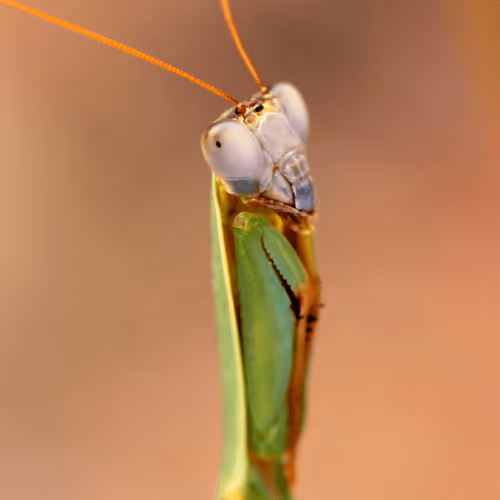 Item #28768809638203180529310895401808778562039379170180360766207551175152325623809 Media