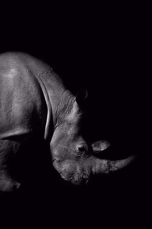 Item #28567716502395368545190530539508003003615259793471226078435859192382796857394 Media