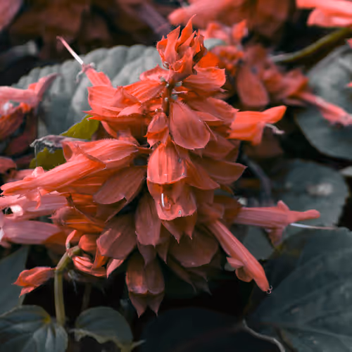 Item #84009224688457436911077818242985162617127929827345760770995272766378230153217 Media