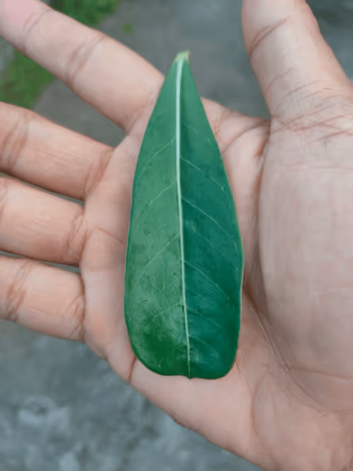 Item #31081804352330578596568685091517160537930858517835942894700270022998081142785 Media