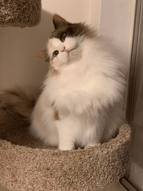 Item #103823190638075684652461829267274249161173063347509023641376403466832125624321 Media