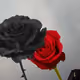 76675218952567213235197734145477608572596645645008757281361230433714236827408