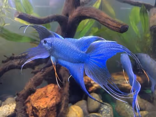 Item #81032937518726781130427896739408939347327063862450356405897967518332384968705 Media