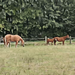 Horse Family II Abstract Edition #2 of 3