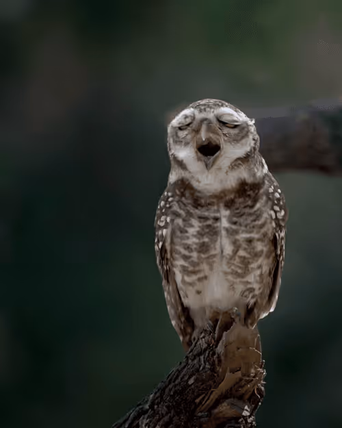 Item #61684684013370051227163866082320023750896296023852719411798081120424870019097 Media