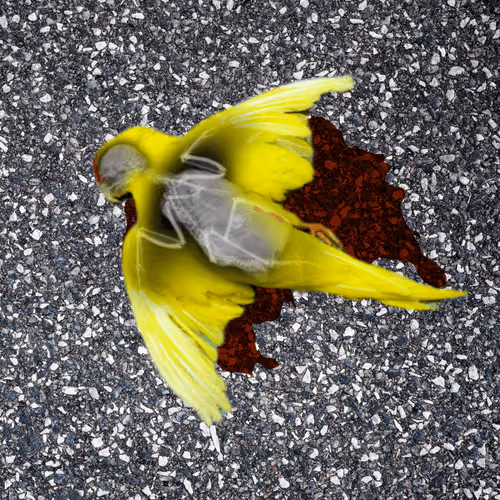 Item #112304471362178127876527947000461833550289240479554369169123442400588304744449 Media