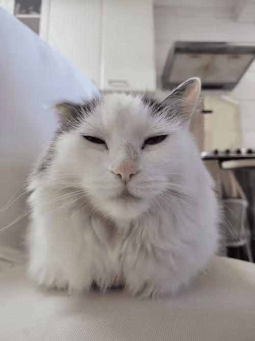 Item #100987562478615090360707683217889240424329144590499080212126269539422453104641 Media