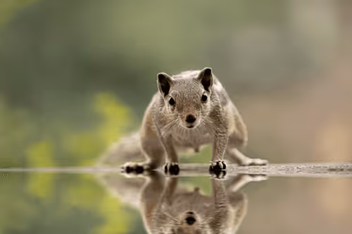 Item #63675051469957256318540534777437492047670714779108284141606713262370866593892 Media