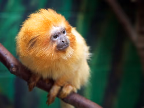 Item #45594647201663347778086533366212020564774309010196825968467676448200278933505 Media