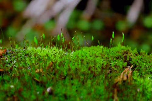 Item #33380414100162990517167683212872483794318507353574631711718748696615713767425 Media