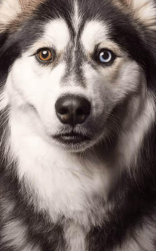 Item #104496985584808197411299000803927756186977529206466580863662693472888862801935 Media