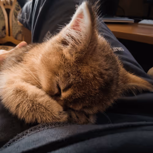 Item #85779533797330856680551245112287399753979626451492036541087858587186984124417 Media