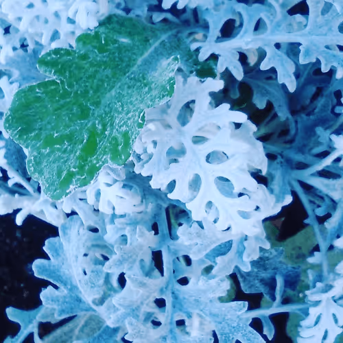 Item #41322400476976183489271531926067885441892787455507443433183053881270830366721 Media