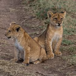 Two lion cubs