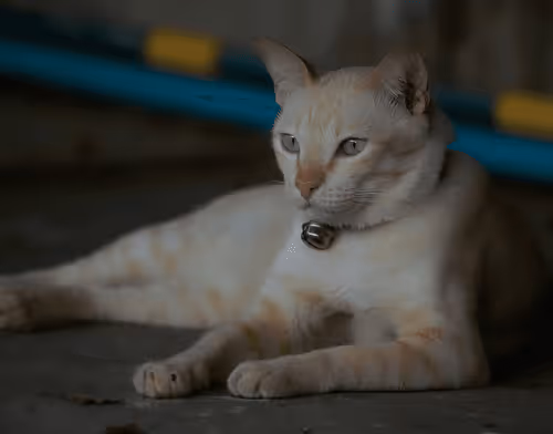 Item #45172585335081813343644153314495358007196078945782785289910377722689963950085 Media