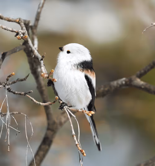 Item #2537799299287319857890120993112601769664940808601200001525120647312443441153 Media