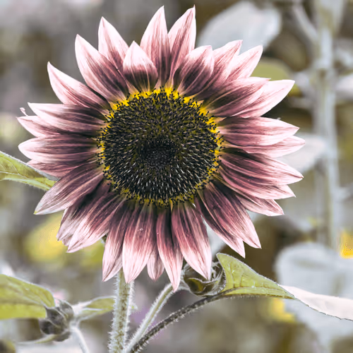 Item #84009224688457436911077818242985162617127929827345760770995272768577253408769 Media