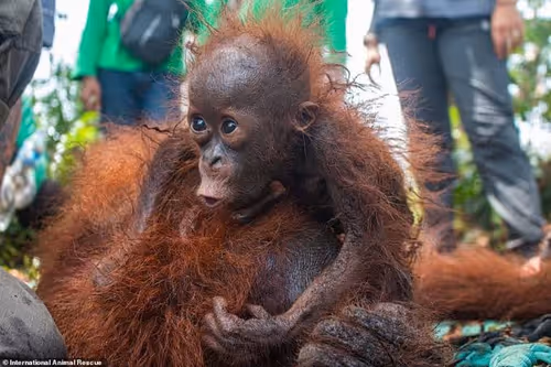 Item #25098598951884600899654709560739765171964807630655879088463770864917143355393 Media