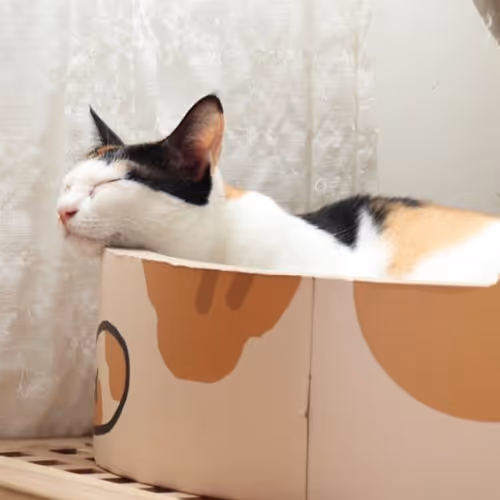 potato cat 2