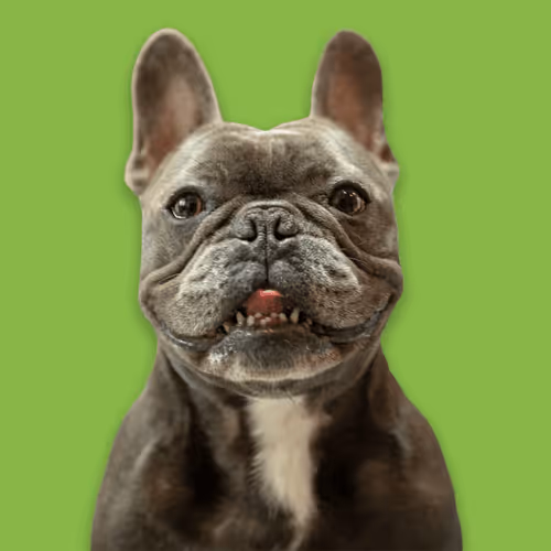 99031261785432219130552668818269695456905868997165113515571762265375161450497