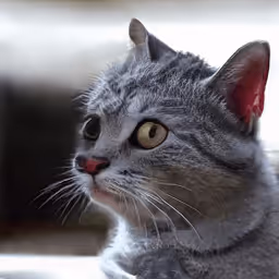 Item #12728629278494559756251794833628937884585760126872557783726729900101006786561 Media