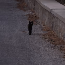 Walking Cat