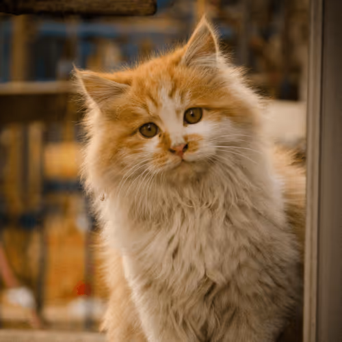 Item #4944351917306226202826790057183461660186678433257338824528786310640141598721 Media