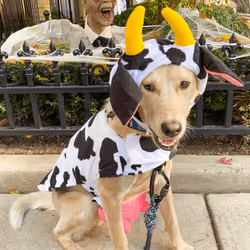 93545033271846001454118804230311667247513649279000342993662872584787691831297