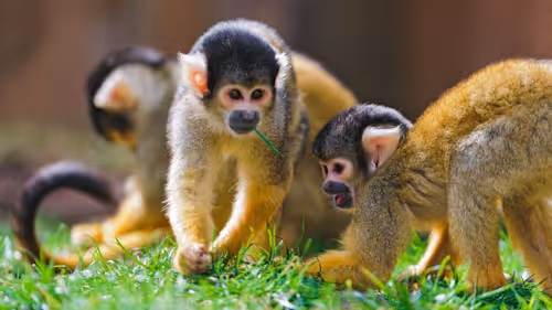 Item #45594647201663347778086533366212020564774309010196825968467676450399302189057 Media